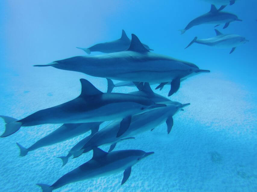 Sataya Reef