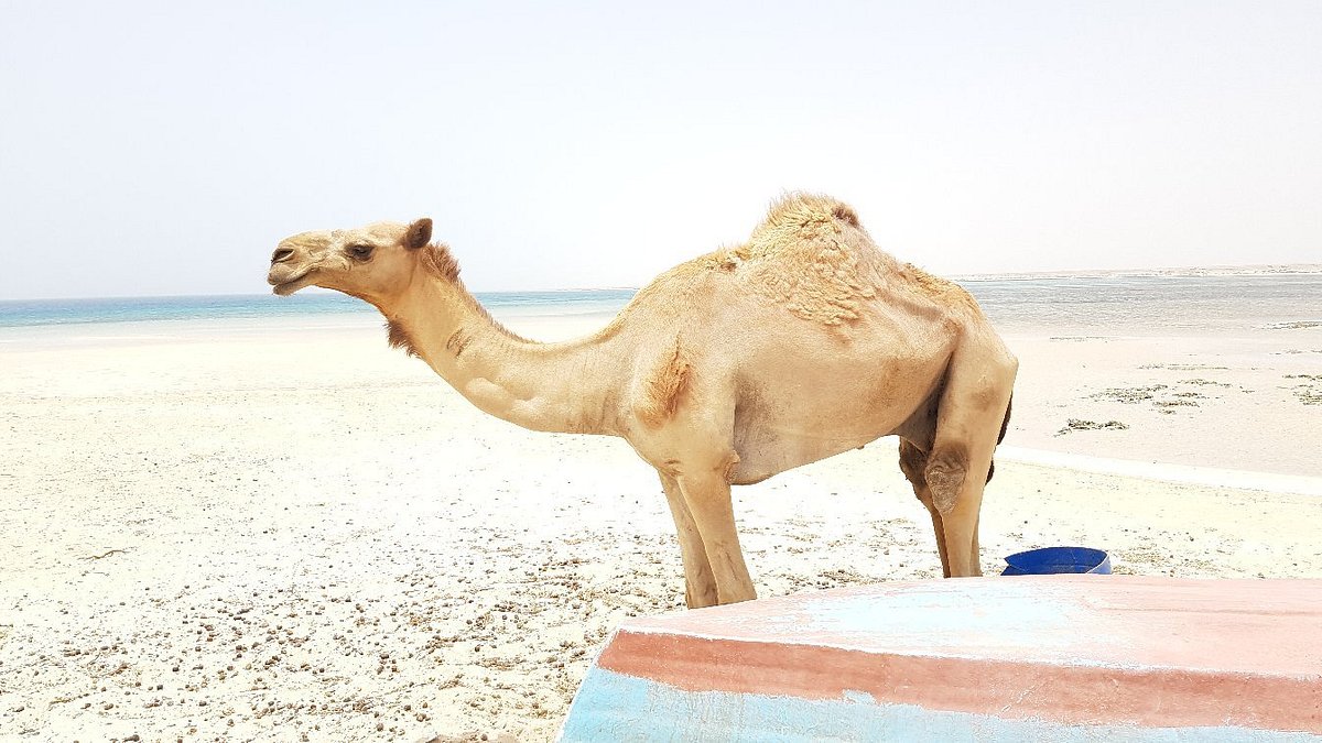 Sharm El Luli