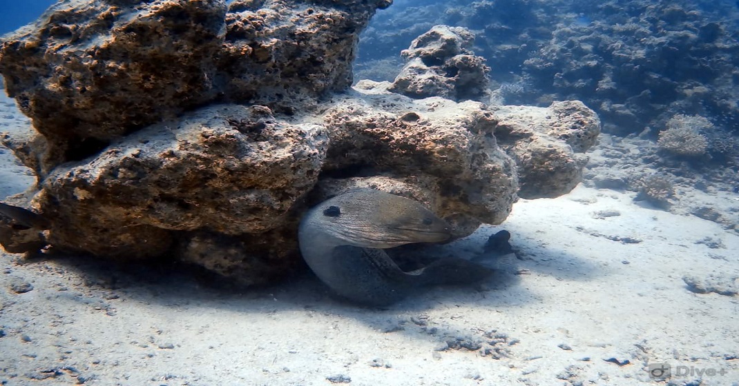 Coral Garden