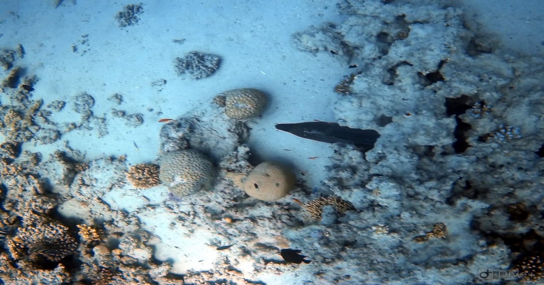 Coral Garden