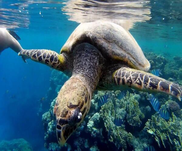 Snorkeling Trip