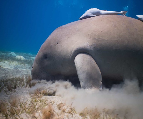 Snorkeling Trip