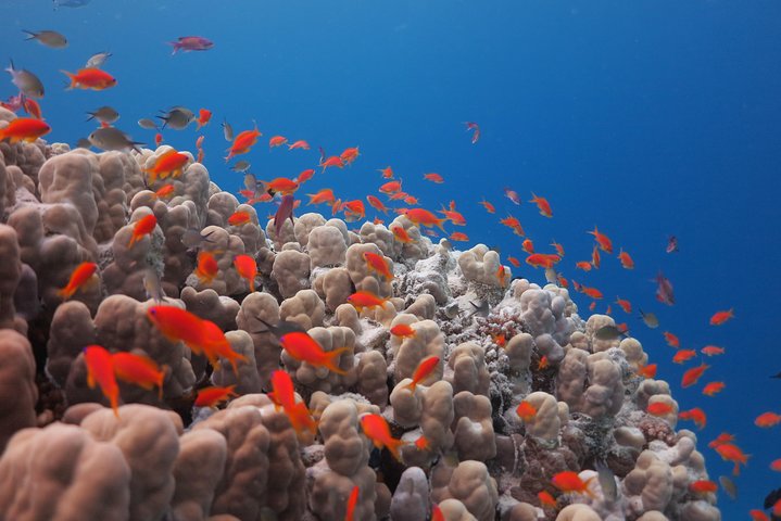 Diving Package