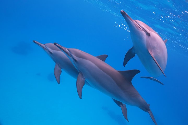 Diving Package