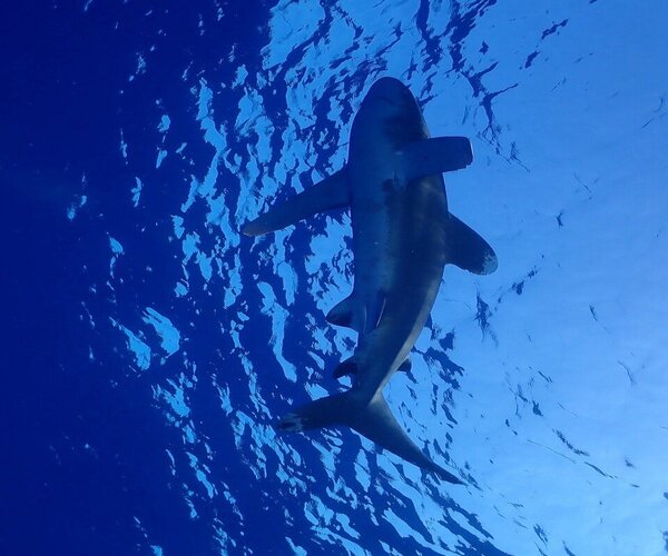 Snorkeling Trip
